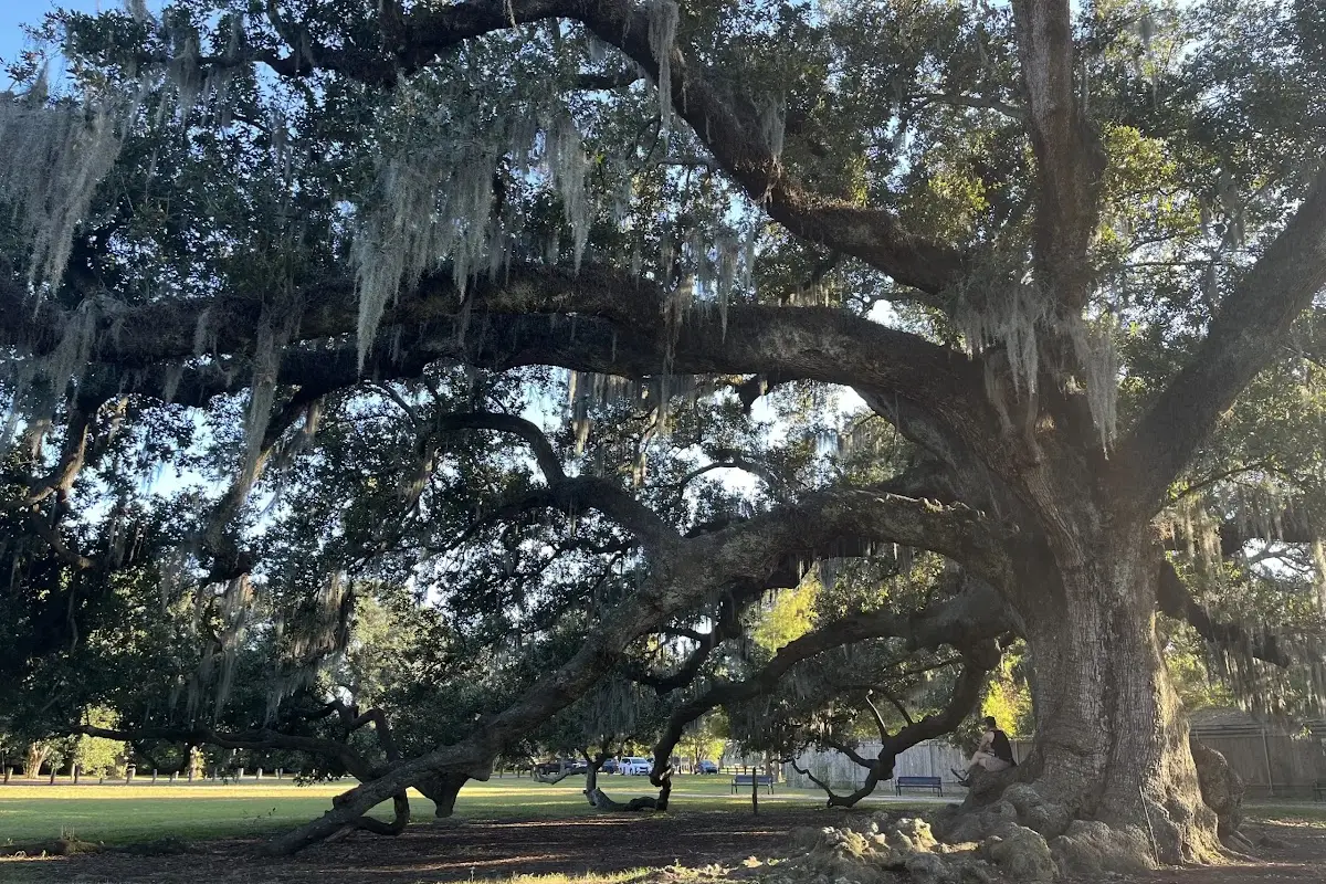 New Orleans Tree of Life at Audubon Park