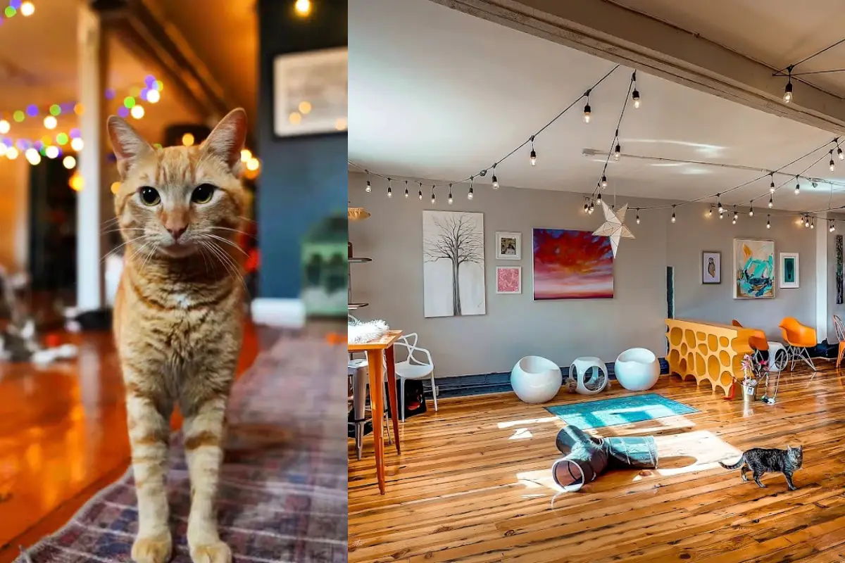 Mac Tabby Cat Cafe collage showing a cat that will soon be adopted and the space where you can have a drink and play with the cats