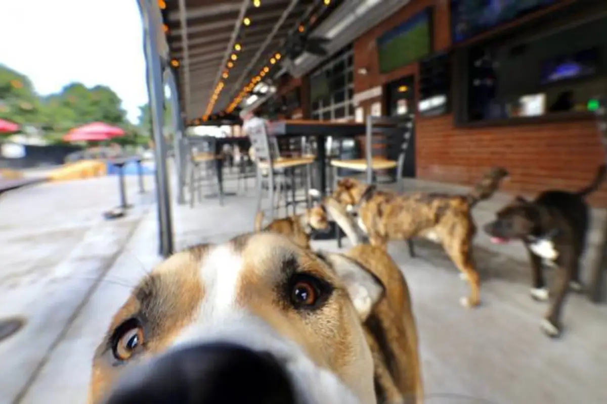 Dog bar in NoDa Charlotte North Carolina, with dogs being playful and their owners having a drink