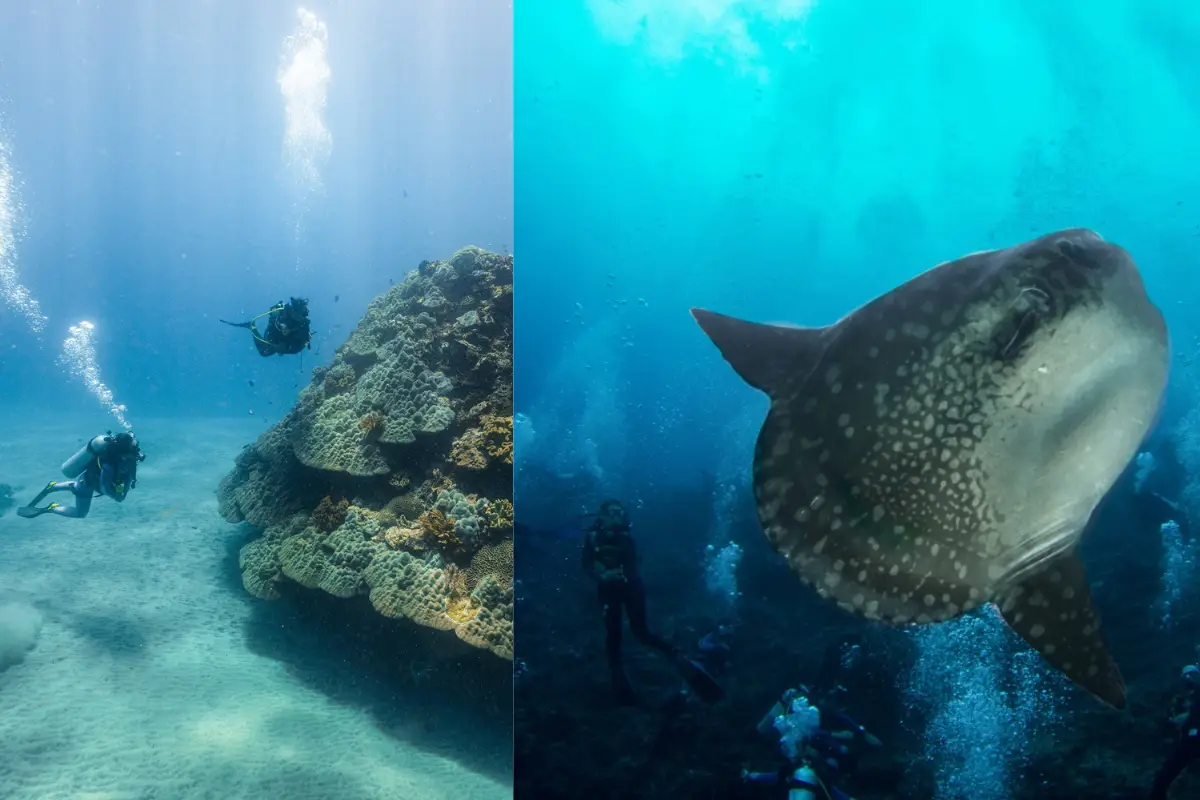 Crystal Bay scuba diving photos, featuring a giant reef and a Mola Mola fish