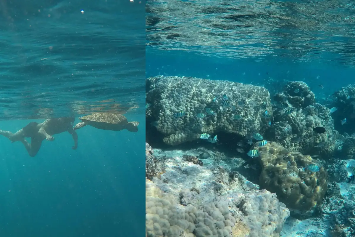 Photos of snorkeling at Gili Trawangan, with photos of a reef with lots of fish and a giant sea turtle