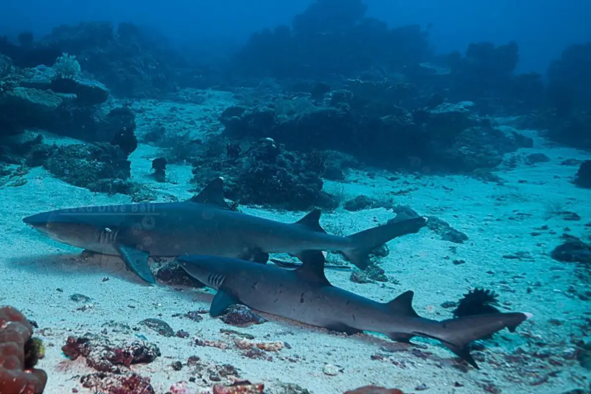Sharks that were seen in the ocean of Padang Bai during a scuba diving trip
