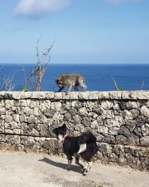 Monkey and dog at the entrance of Green Bowl Beach