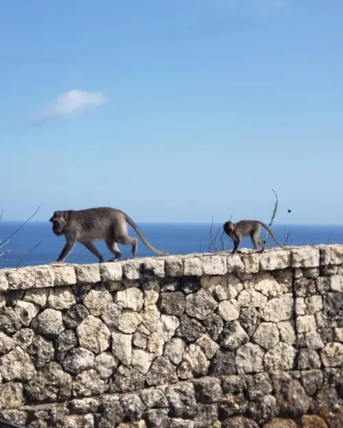 Monkey and baby monkey walking on the stone wall at Green Bowl Beach