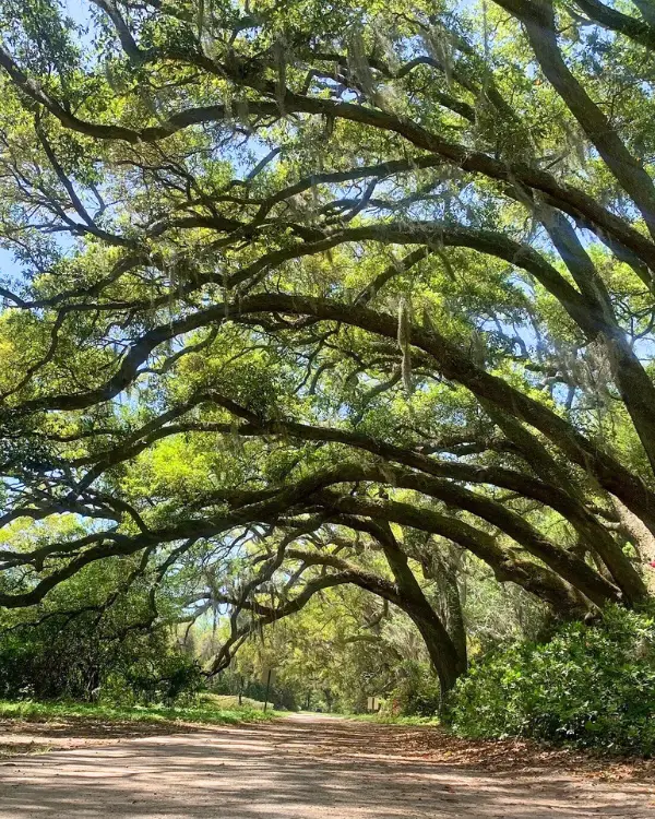 Live oak trees curved over a dirt road