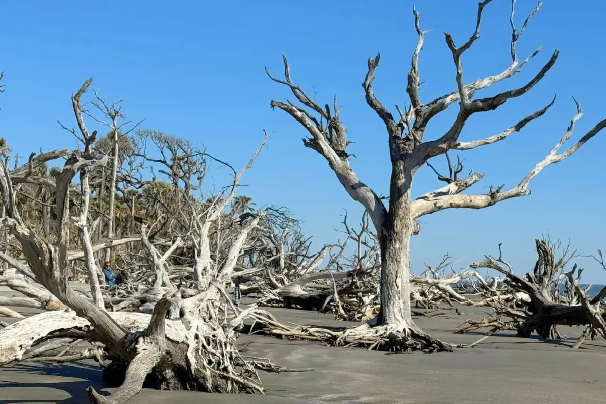 Boneyard Beach with bare driftwood and oak tree bark looking other wordly on the sand, making it one of the best Charleston SC beaches for natural explorations