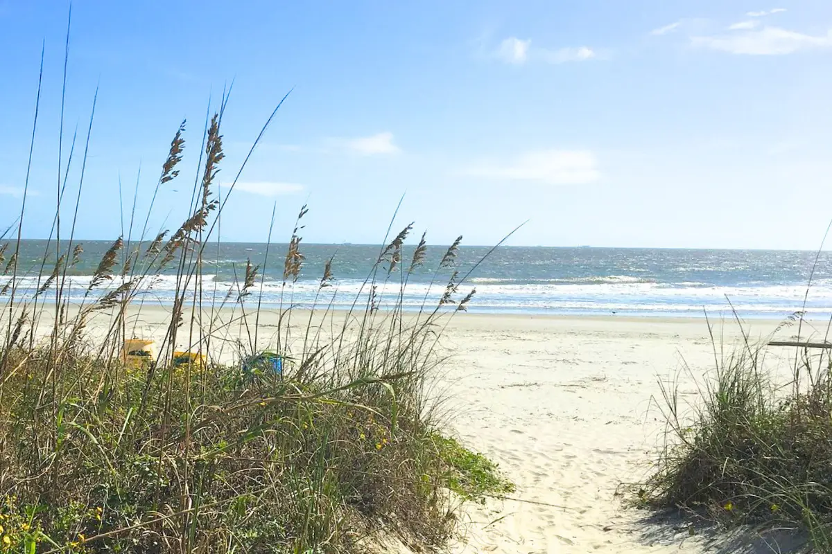 A sunny day at Isle of Palms with beach ferns in the foreground and the ocean behind it