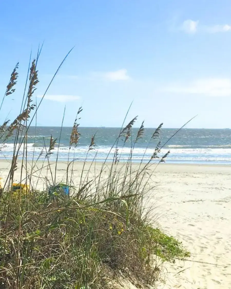 A sunny day at Isle of Palms with beach ferns in the foreground and the ocean behind it