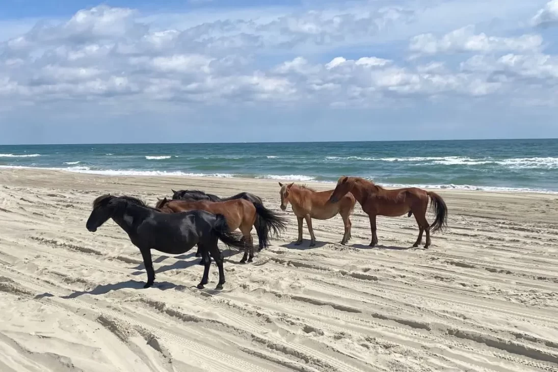 Wild horses of Corolla on the beach on a sunny day