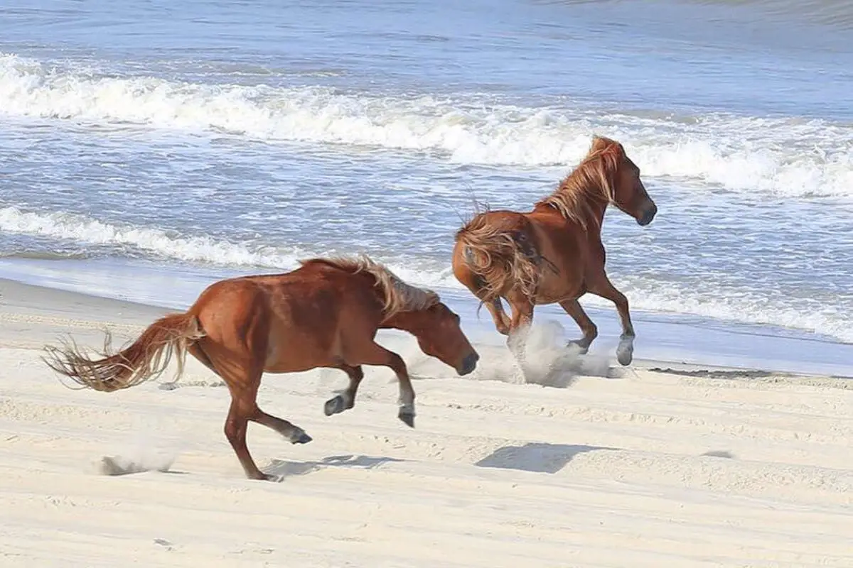 Two horses running on the beach in Corolla, showing that the wild horses tour is one of the best and most unique things to do in Outer Banks