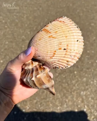 POV view of two large shells in my hand at the beach