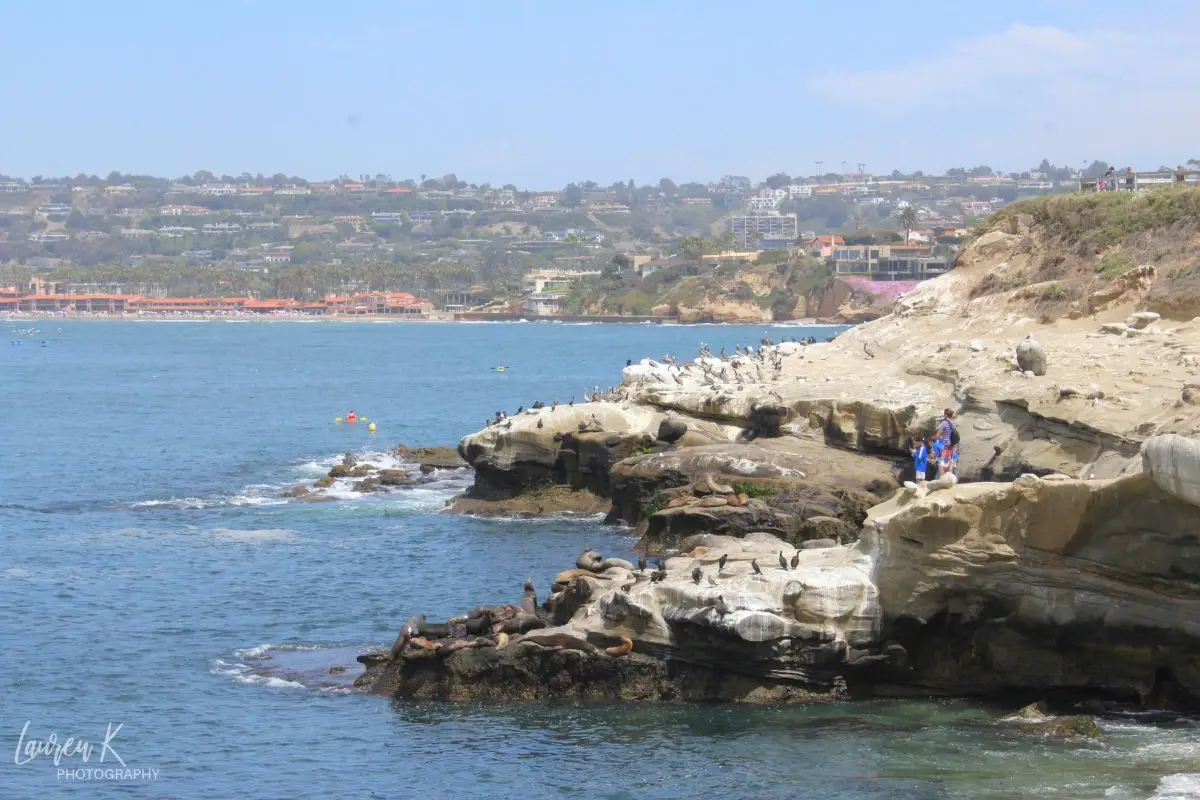 Cliffs of La Jolla with seals dotting the rocks, hang gliders in the background as well as the city, and the beautiful ocean on a sunny day. An ideal view to show why La Jolla is hands down one of the best beaches in San Diego