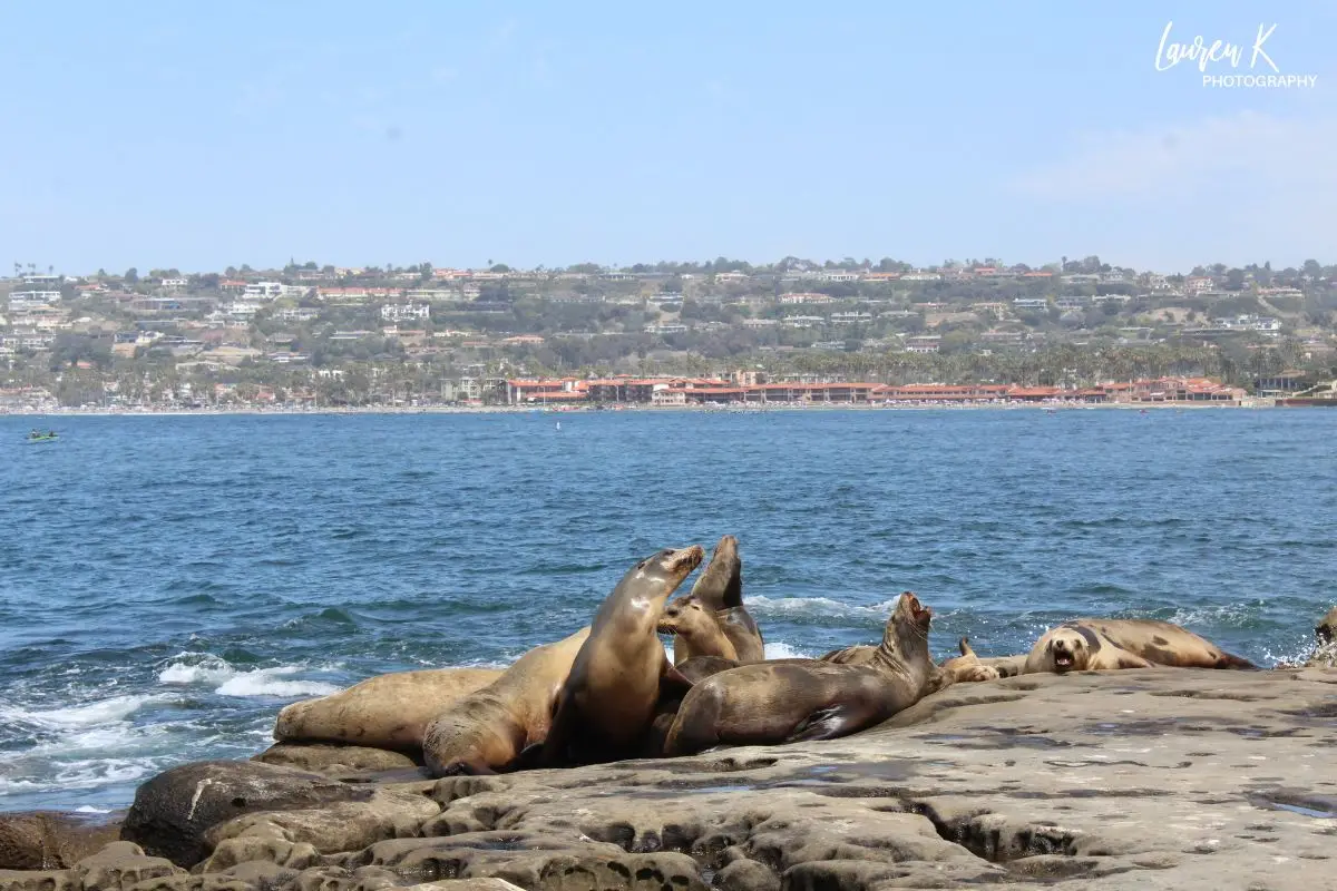 Cover image for the best beaches in San Diego California blog, showing seals at La Jolla cove