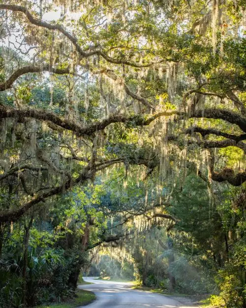 A beautiful street under the shade of willow oak trees with sun shining overhead