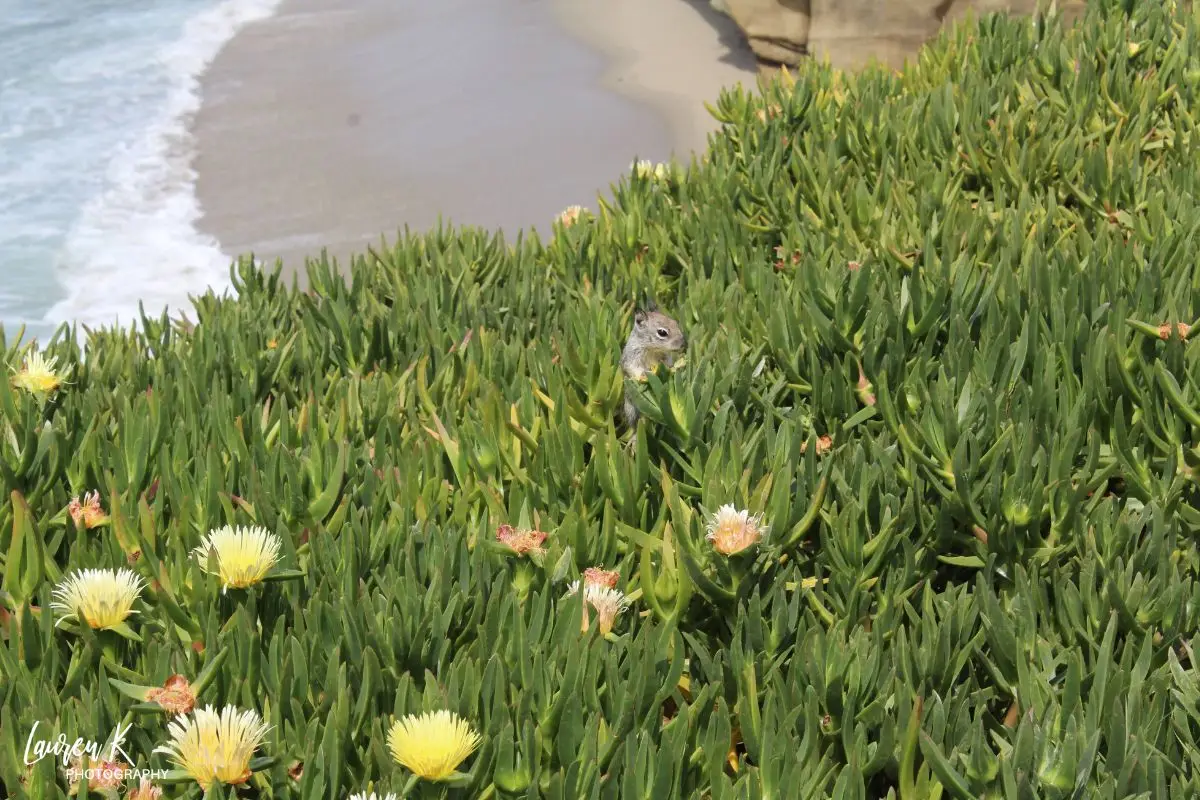 Little chipmunk poking out of the grass with wildflowers, on one of the cliffs at La Jolla in the sun