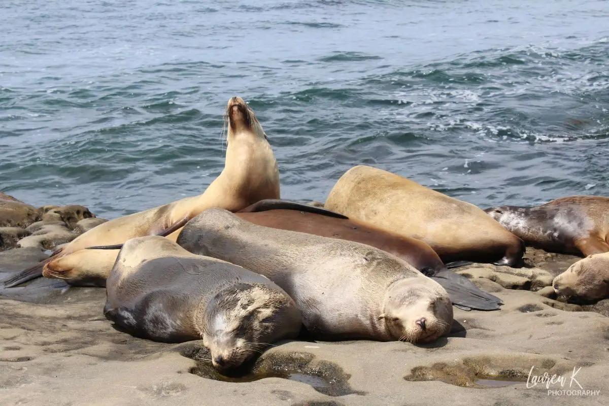 An up close photograph I took of a bunch of lazy seals lying on a rock in the sun at La Jolla
