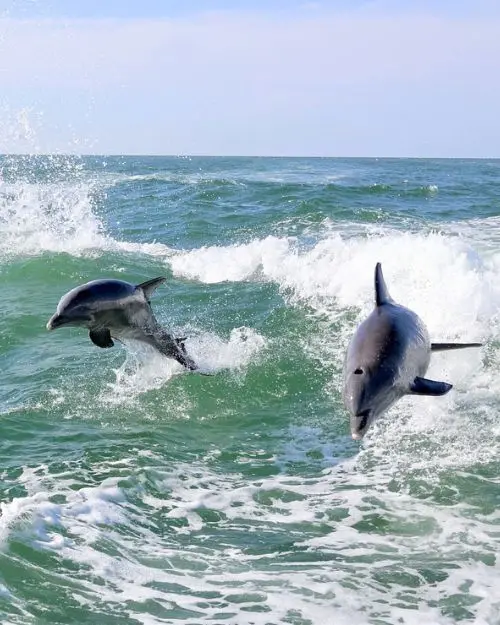 Two dolphins jumping out of the water in the aqua surf, which is a view from a boat