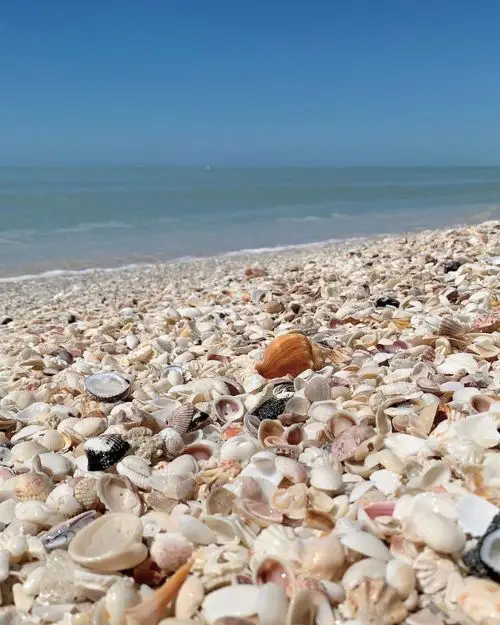 Piles of little shells on the shoreline with the ocean in the background, to display that Sanibel Island is one of the best beach towns in Florida for shelling