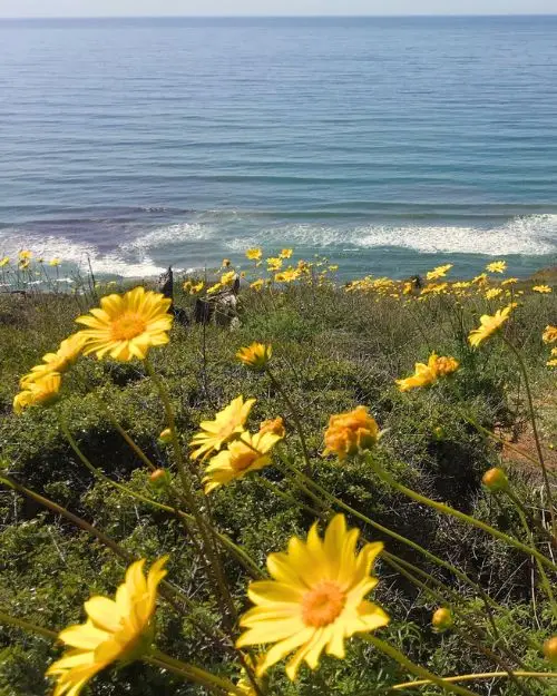 Pretty yellow wildflowers in the grass along the cliffs of Torrey Pines with the ocean and sunny sky in the background