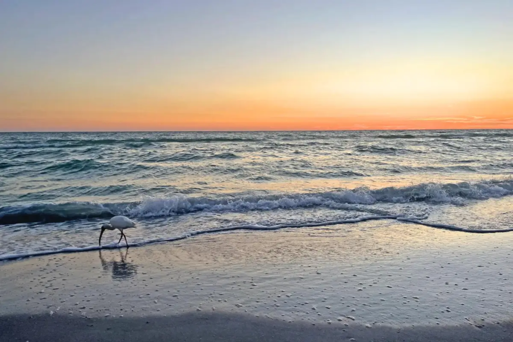 Cover image for the sunset St Pete Beach blog showing a crane on the beach at sunset